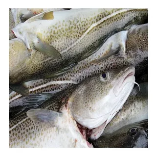 atlantic cod