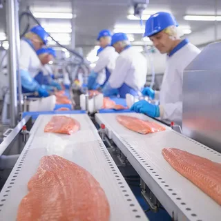 atlantic salmon
