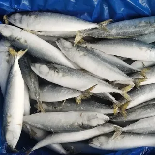 mackerel