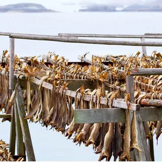 stock fish
