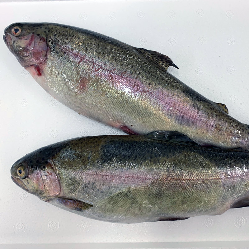 trout fish