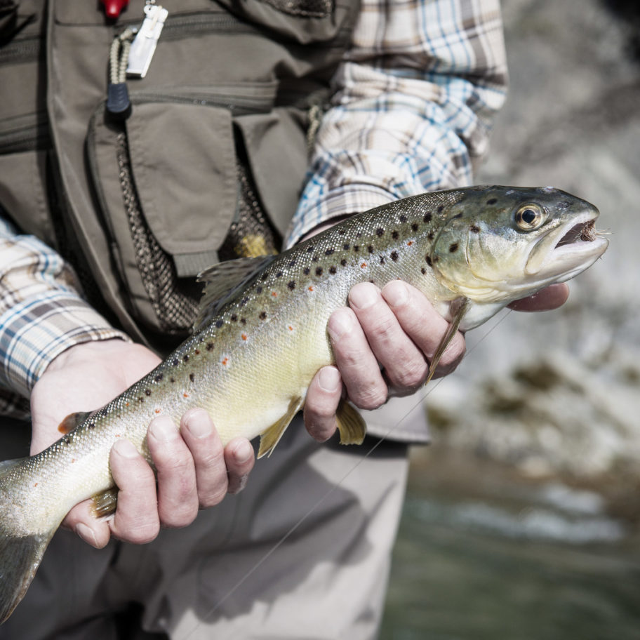 trout