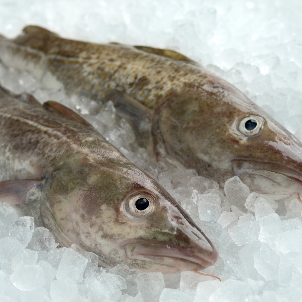 atlantic cod fish