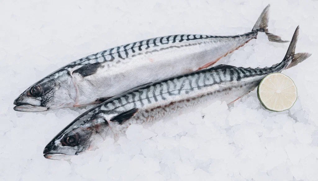 mackerel fish